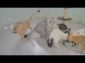 You Laugh You Lose Dogs And Cats 😹❤️ Best Funny Animal Videos 🤣