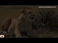 THE EXCLUSIVE SERENGETI  PARK- watch the African big five in the plain savanna of Serengeti Tanzania
