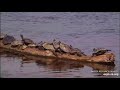 Turtle traffic jam or just being cozy with each other ... What do you think?