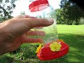 Caution You May Be Killing Hummingbirds By Using The Wrong Type Of Feeder