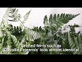 Rabbit's Foot Fern Quick Care Tips