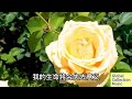 邓丽君经典歌曲20首，Teresa Teng's 20 classic songs #music