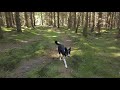 Dog walk in forest - Walking Border Collie in Swedish forest (No talking, Nature sounds, 4K 60fps)