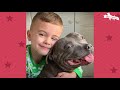 Pittie Hasn't Left His Brother's Side In 7 Years | The Dodo Pittie Nation