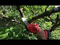 I cut dry branches on trees with an electric chainsaw