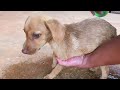 It's so pitiful that the stray dog ​​was trapped in the ditch and almost starved to death.