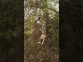 Tiger fall from tree chasing monkey  - Part 2  (India - Corbett)　　虎も木から落ちる　2