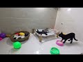 CLASSIC Dog and Cat Videos😽1 HOURS of FUNNY Clips🤣