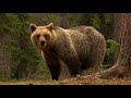 The Baltic forest and moorland | Full Documentary