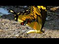 GIANT Swallowtail Butterfly mineral siphoning and butterfly pee slow motion HD 1080p
