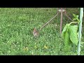 Eastern Cottontail Enjoys Dinner In The Garden With Nature Sounds For Relaxation