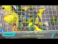 Recent Week All Exotic Bird Price Update | Galiff Street Pet Market 26/05/2024 Chepset Bird Market
