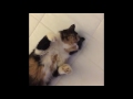 Cats Being Weird - Compilation