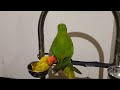 Alexander parrot video compilation