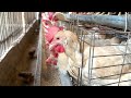 Effective Strategies for Raising Chickens for Eggs: Feeding Hens & Harvesting Eggs