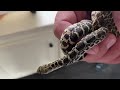 Episode 174 Kankakee bullsnake