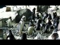 Penguin Experience Tour - SeaWorld San Diego (Dec. 8, 2010)