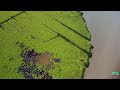 Pichavaram Mangrove Forest | Aerial View | Incredible India | 4k
