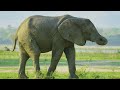 Life of African Elephants - Largest Terrestrial Mammals of the Earth - 4K Nature Documentary Film