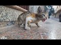 Feeding a Stray Cat 🐾 Helping Homeless Cats 🐱