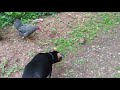 Chickens and dog find a turtle