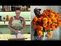 Starting COCO Marigolds, Harvesting Cut Flowers, & Winner of Sunflower Steve Seeds 🌻