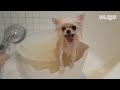 Pomeranian Dog Enjoys A Lower-Body Bath Like A Hooman