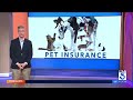 Critter care is costly. Does pet insurance make sense?
