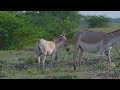 Rare Encounter: Indian Wild Ass and Adorable Foal Feeding Moments #wildlife #wildlifeanimals #nature