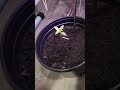 Week 1 Cannabis Seedling Stage