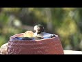 How To Make Hummingbird ENDLESS Water Fountain Run on Solar or USB 🐦 Bird Bath EASY TOTALLY PORTABLE
