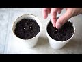 Grow Pomegranate Tree from Seed