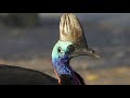 Daintree Rainforest Documentary in 4K | Australia Nature | Queensland | Original Documentary