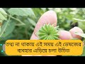 দেশি পেটারি গাছের আশ্চর্য ভেষজ গুণ জেনে নিন // Health benefits of Atibala tree