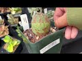 🪴🛒Everything at the 2024 San Francisco Succulent Expo Show | SF Cactus Show | Plant shopping