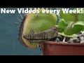 30 Days Venus Flytrap Digestion Time Lapse