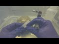 Inoculating Agar and Grain in a SAB (Still Air Box)