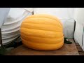Timelapse | From seed to 600kg Giant Pumpkin