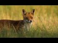 Africa Animals 4K: Vibrant African Ecosystems in 4K | Soothing Piano Music