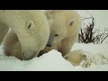The First Three Years in the Life of a Polar Bear | Our World