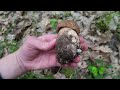 Mushroom Hunting - Mid June 2024 - Huge King Boletes, Boletus edulis, Boletus reticulatus, Porcini