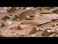 NASA Mars Rover Perseverance Sent Latest Unexpected 360° Weird Video Footage of Mars Life