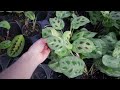 Can I Go RARE Plant Shopping With A $75 BUDGET? BIG BLOOMERS House Plant Shopping & Plant Haul