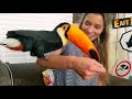 My Toucan Meets My Sister FOR THE FIRST TIME!!!