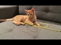 FFF Cat Video