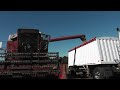 Harvesting soybeans with an IH 1460 Axial Flow Combine, Oct 2023.