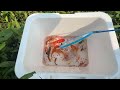 Surprise Catch Perch in Mini Lakes, Ranchu Fish, Guppies, Catfish, Ornamental Fish | Video Fishing