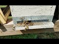 How the bees act when they reject the queen new beekeepers don't miss this