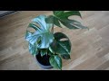 Tips for repotting Monstera Deliciosa - Swiss Cheese Plant