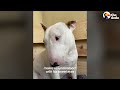 Bull Terrier Loves Having His Dads Home All Day | The Dodo